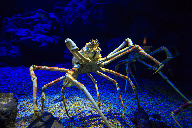 Japanese Spider Crab | Shutterstock