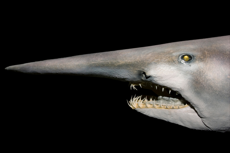 Goblin Shark | Alamy Stock Photo