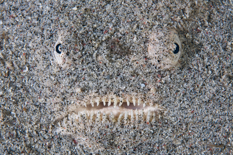 Stargazer Fish | Alamy Stock Photo
