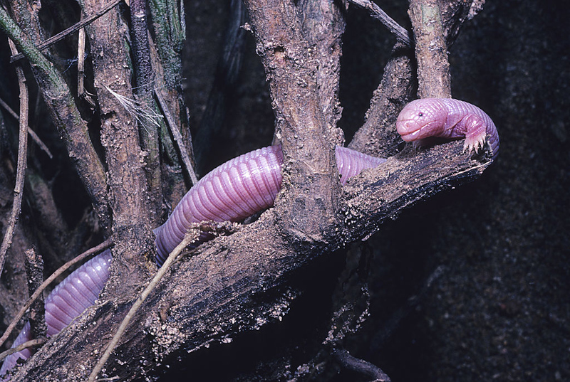 Mexican Mole Lizard | Getty Images Photo by Wild Horizons/Universal Images Group