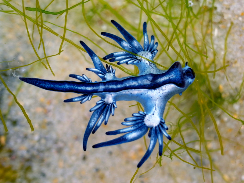 Blue Dragon (Glaucus Atlanticus) | Shutterstock
