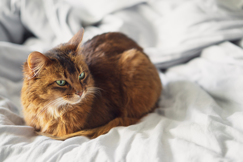 Cat Loaf | Getty Images Photo by Louno_M