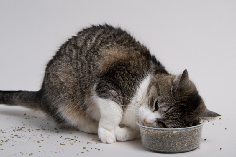 Catnip Cravings | Getty Images Photo by Travis Lawton