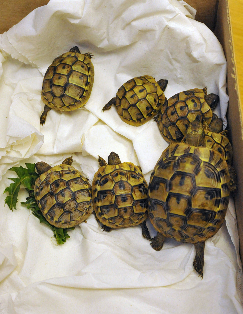 Tough to Be a Tortoise | Alamy Stock Photo