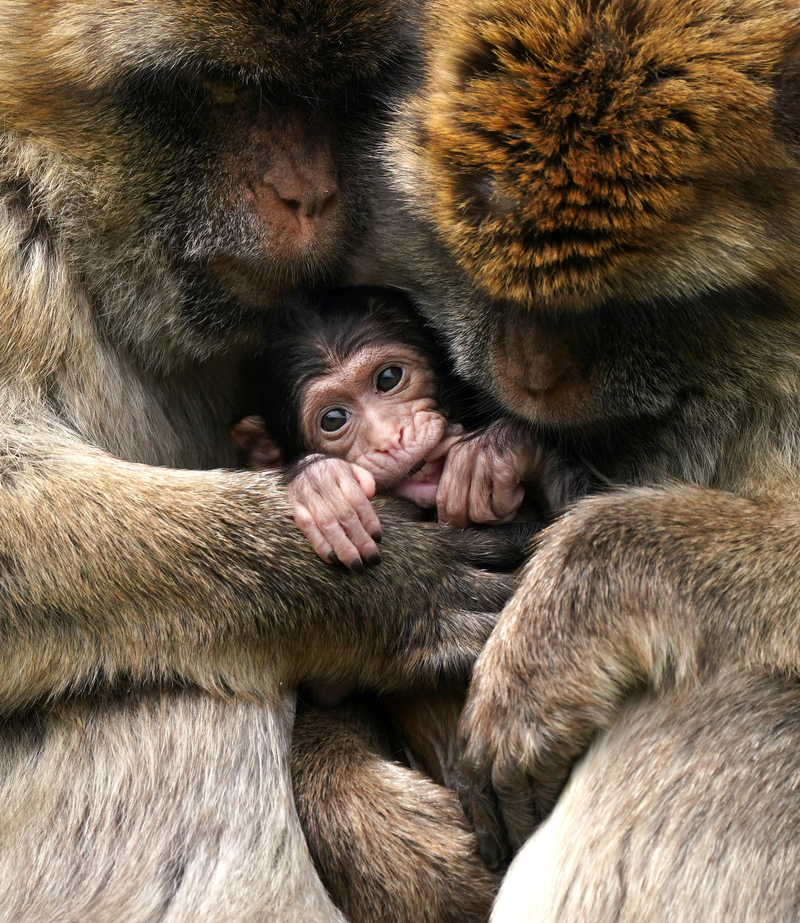 Snuggle Time! | Getty Images Photo by Andrew Milligan/PA Images