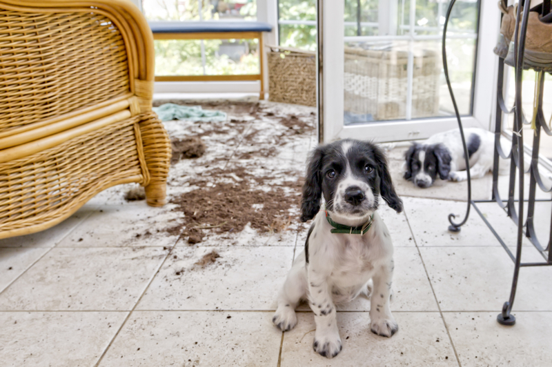 The Puppy Did It | Getty Images Photo by dageldog