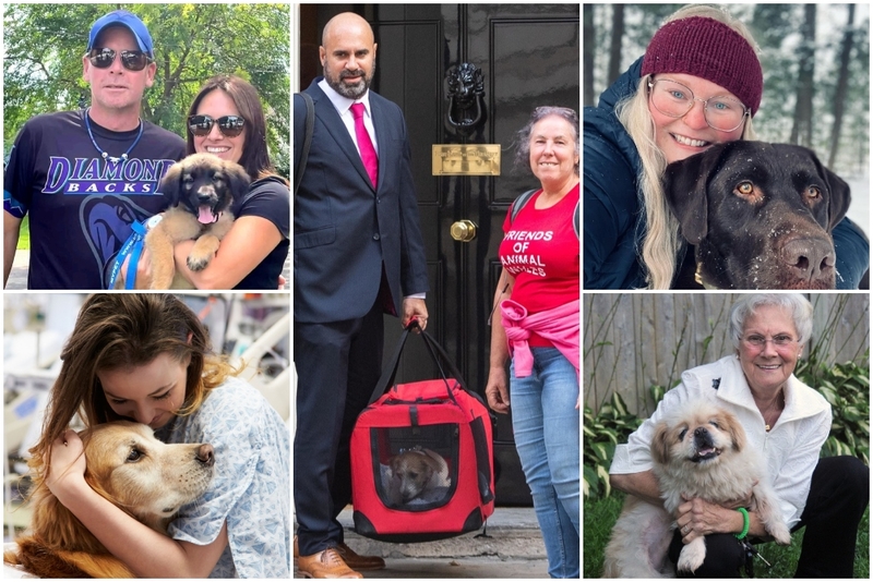 Even More of the Most Adorable Rescue Dogs Going Home With Their New Families | Instagram/@griffey_the_yellow_lab & @3labsquad & Alamy Stock Photo