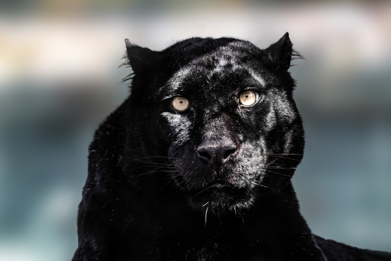 Beast of Exmoor | Shutterstock