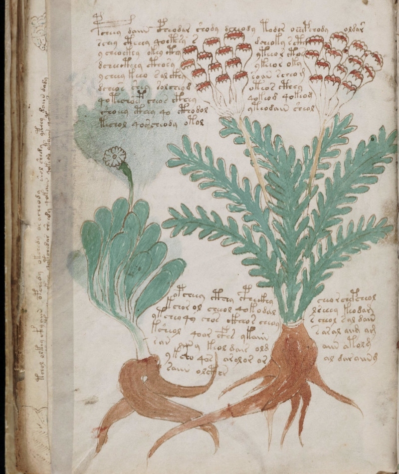 Manuscrito Voynich  | Alamy Stock Photo