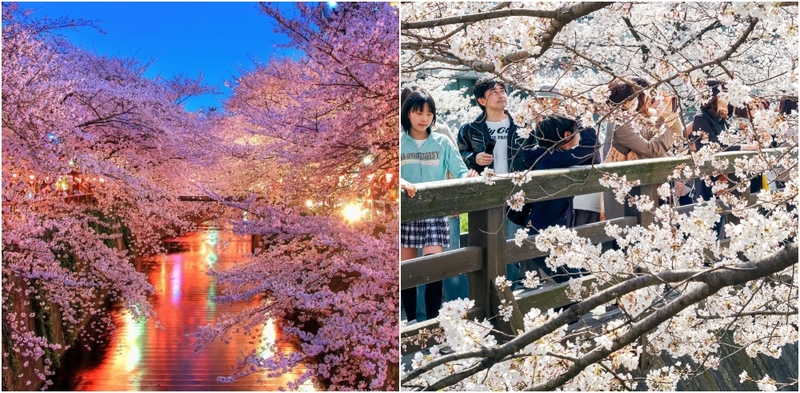 Sakura Blossom Tours, Japan  | Shutterstock & Alamy Stock Photo