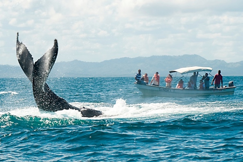 Whale Watching in Samaná Bay | Getty Images