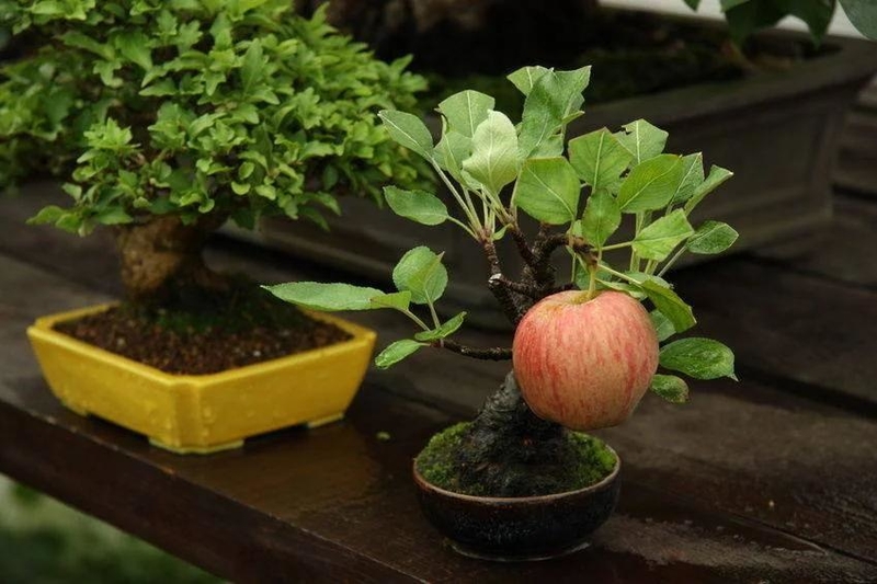 What if a Bonsai Tree Produced Fruit? | Reddit.com/asilvertintedrose