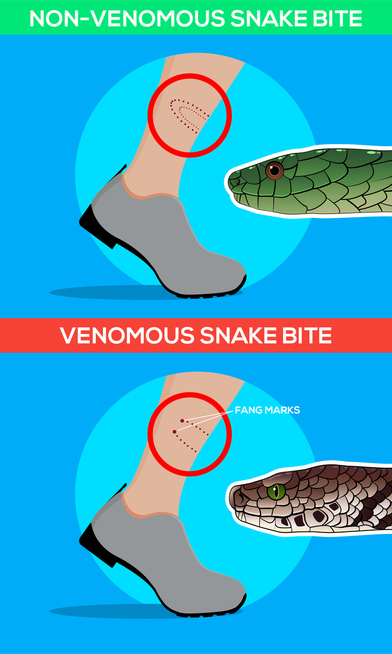 The Difference Between Snakes | Shutterstock