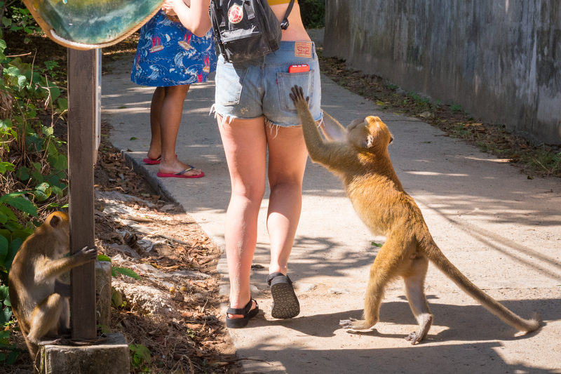 Was der Affe sieht, macht er nach | Shutterstock