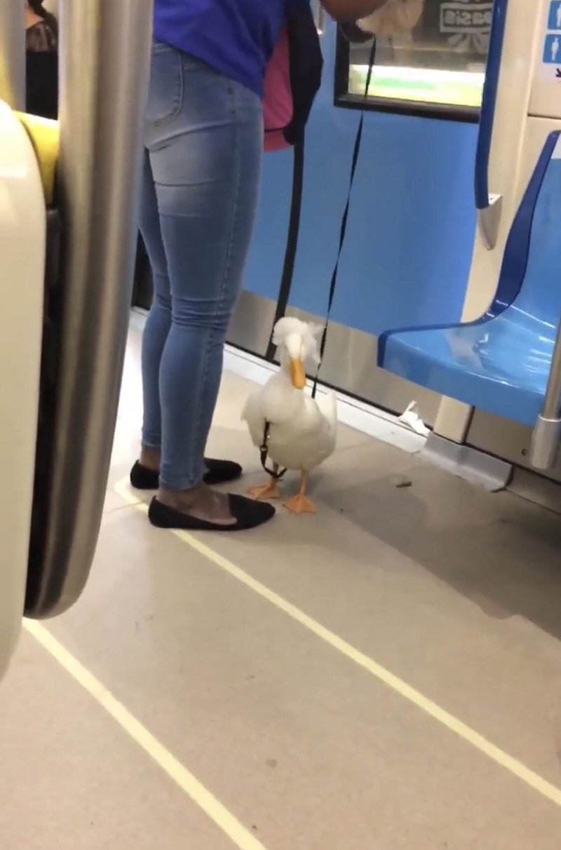 Even Pet Ducks Have to Go Places | Reddit.com/K_SOUKY