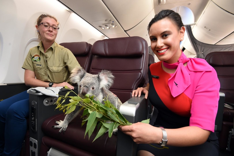 And All the Eucalyptus They Can Eat | Twitter/@Qantas