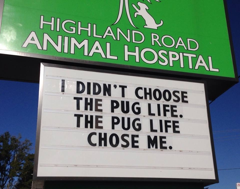 Notorious P.U.G | Facebook/@HighlandRoadAnimalHospital