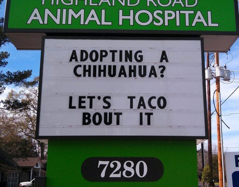 Chihuahuas Bring Main Character Energy | Facebook/@HighlandRoadAnimalHospital