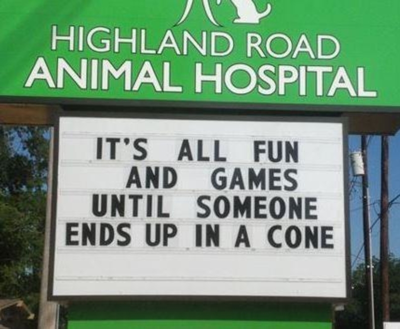The Dreaded Cone of Shame | Facebook/@HighlandRoadAnimalHospital