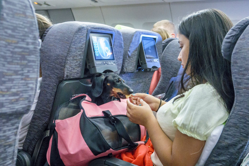 Das perfekte Haustier für Flugzeuge | Getty Images Photo by Jeffrey Greenberg/Universal Images Group