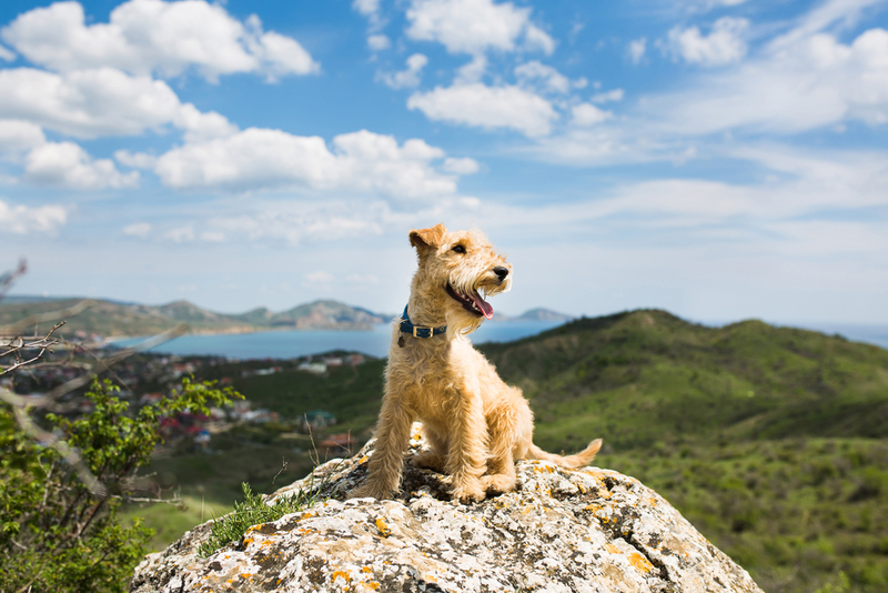 Lakeland Terrier: $2,000 | ivkatefoto/Shutterstock