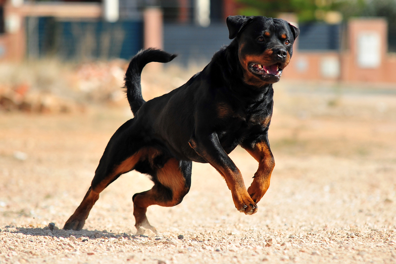 Rottweiler: $1,550 | alberto clemares exposito/Shutterstock