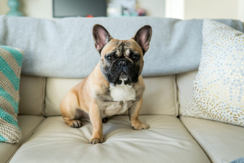 French Bulldog: $6,800 | Lined Photo/Shutterstock