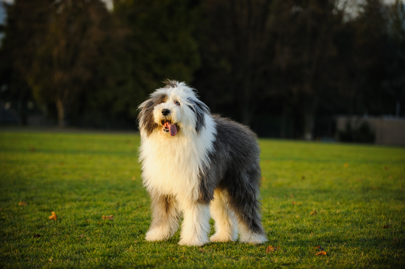Old English Sheepdog: $3,000 | everydoghasastory/Shutterstock