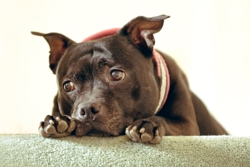 Staffordshire Bull Terrier: $1,500 | Alamy Stock Photo by CBCK-Christine