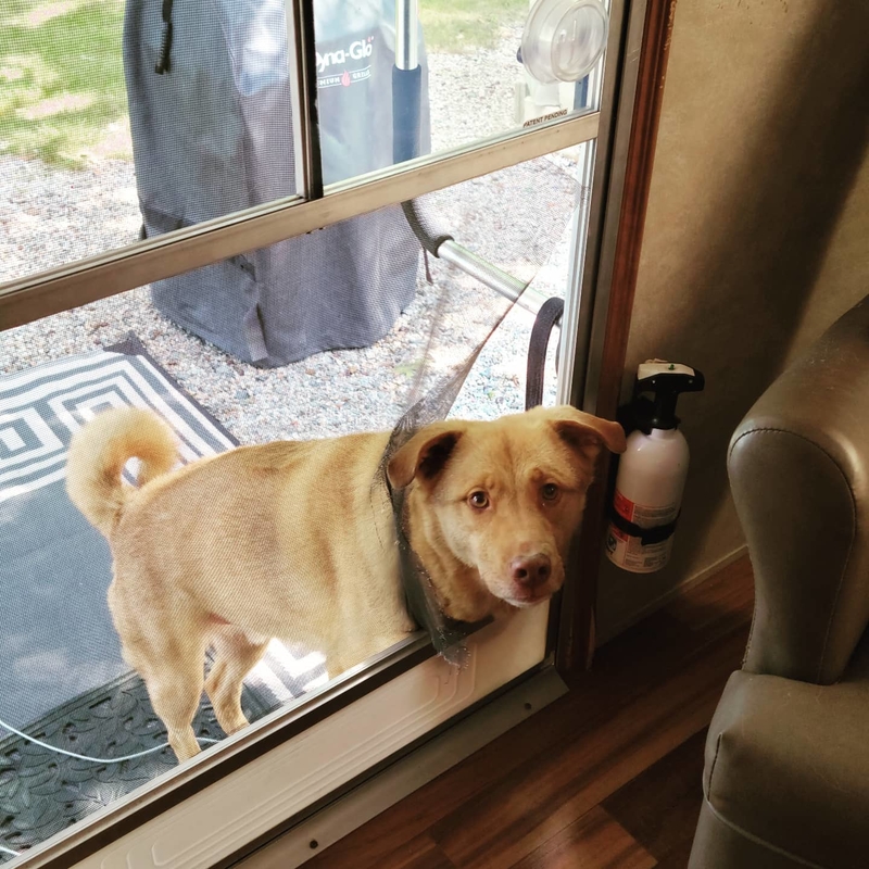 Ein neugieriger Hund | Instagram/@broconmum