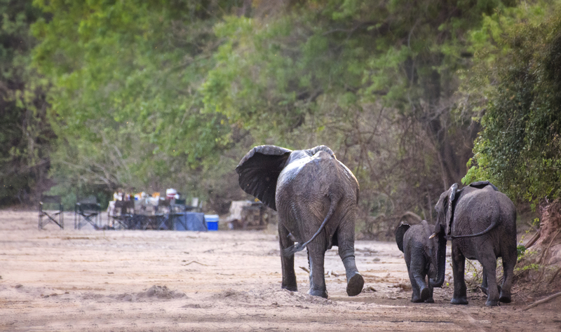 Elefanten mit Adleraugen | Getty Images Photo by Vicki Jauron, Babylon and Beyond Photography
