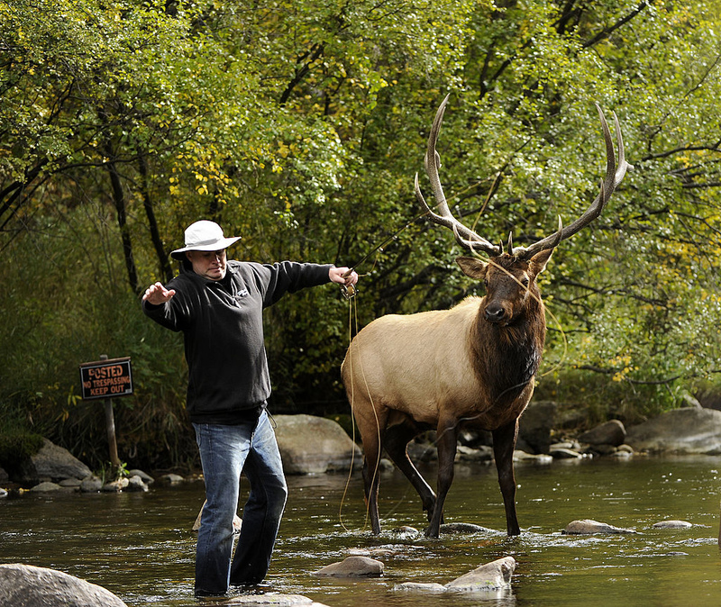Der Elch in freier Natur | Getty Images Photo By Joe Amon/The Denver Post
