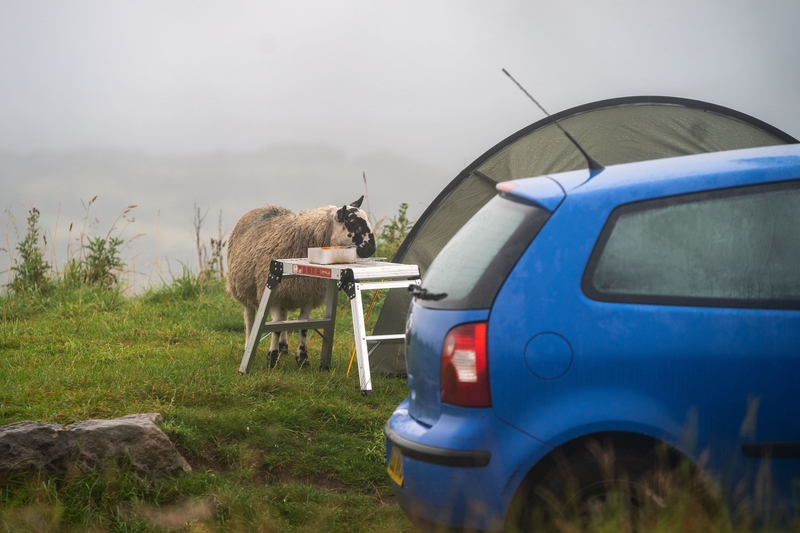 Oh, ein Schaf! | Alamy Stock Photo