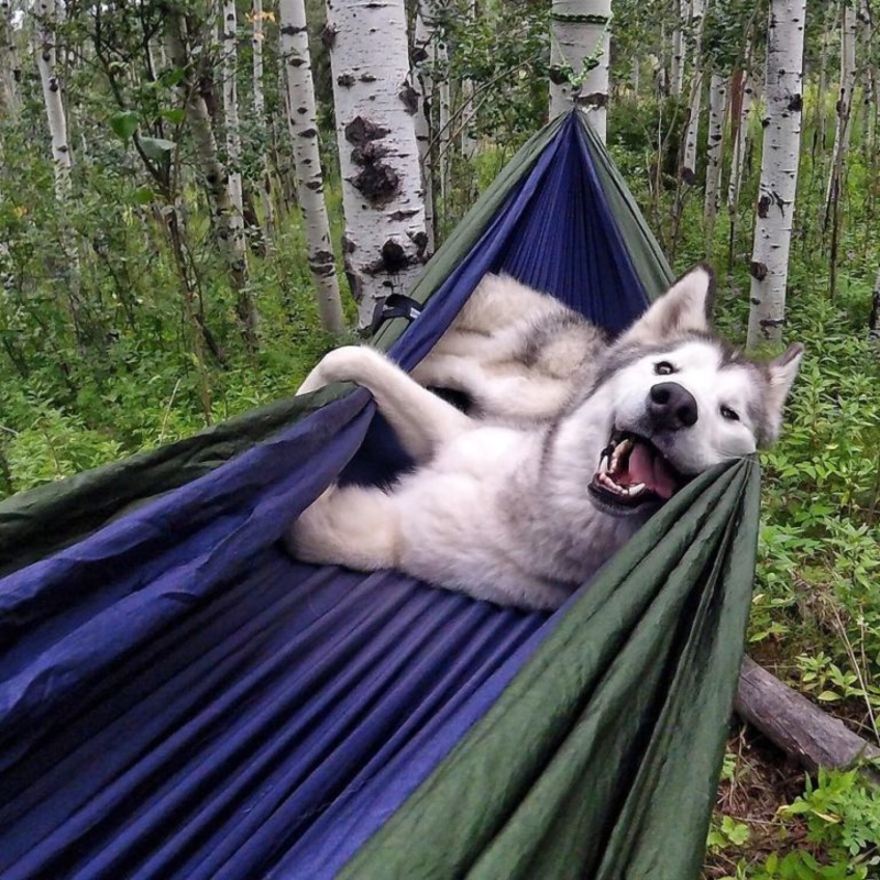Camping für einen Hund | Imgur.com/Zenaxic