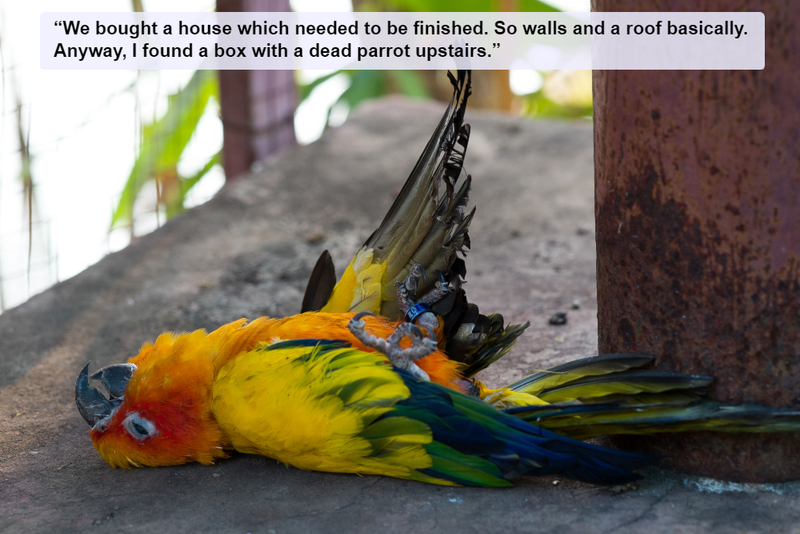 The Poor Parrot | Alamy Stock Photo by Paul Dykstra