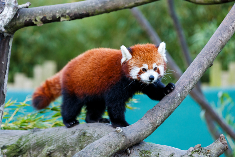 Westliche Kleine Panda | Shutterstock