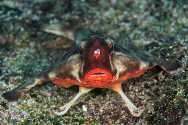 Rotlippige Fledermausfisch | Shutterstock