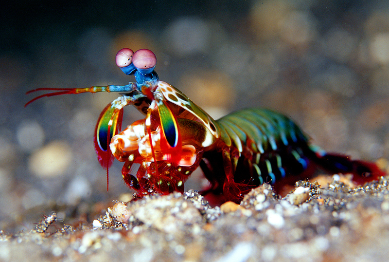 Fangschreckenkrebse | Shutterstock