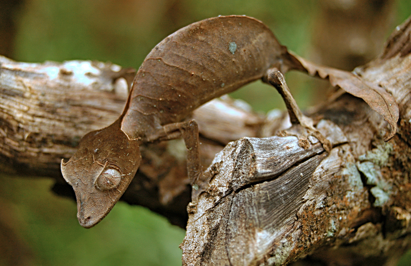 Gespenst-Plattschwanzgecko | Shutterstock