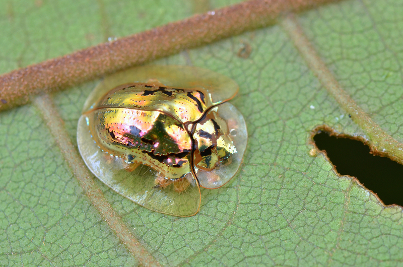 Goldschildkrötenkäfer | Shutterstock