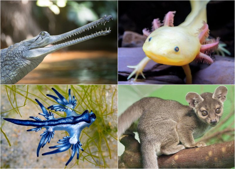 Diese bizarren Tiere existieren tatsächlich | Shutterstock