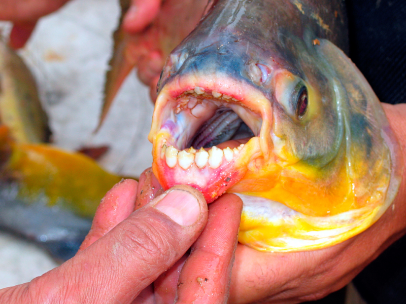 Pacu-Fisch | Alamy Stock Photo