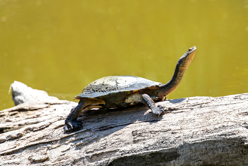Glattrückige Schlangenhalsschildkröte | Shutterstock