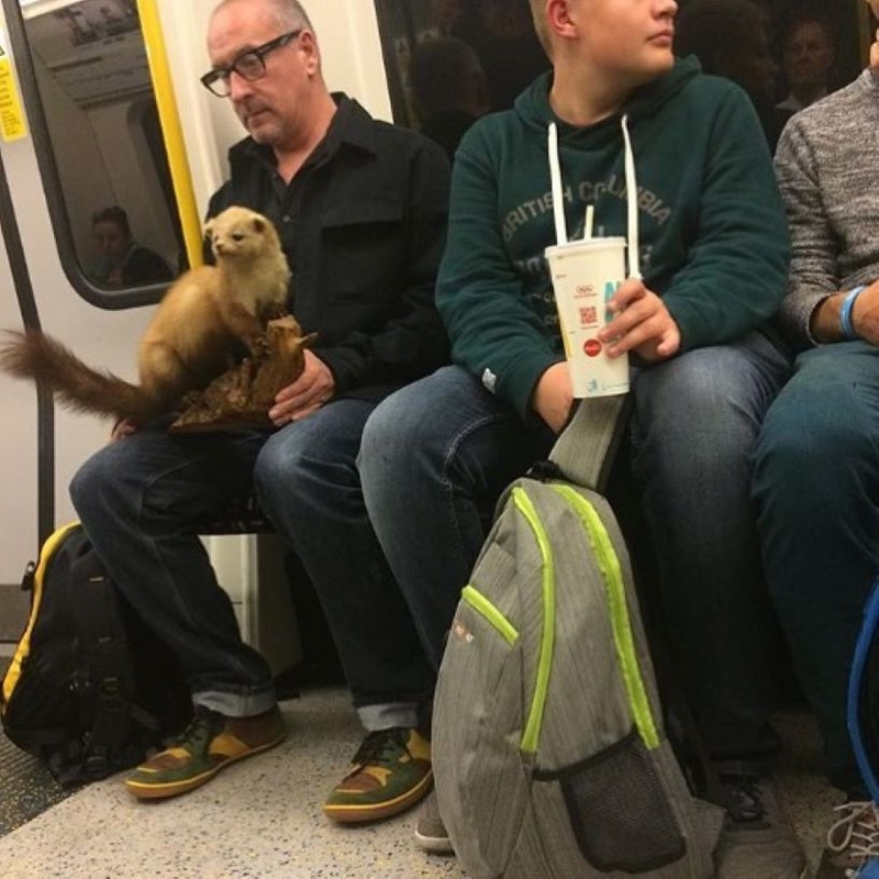 Das unglückliche Frettchen | Instagram/@subwaycreatures