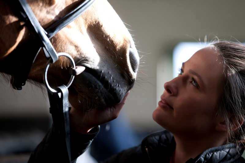 Las hormonas de los caballos | Alamy Stock Photo by Mode Images
