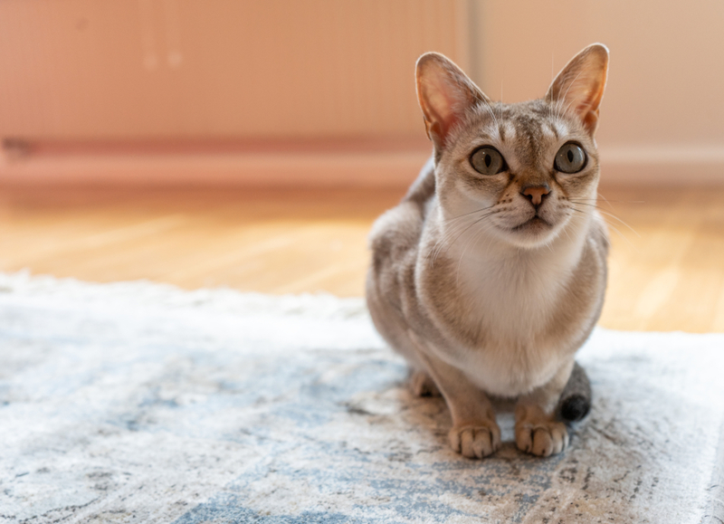 When You Want a Little Cat | Shutterstock