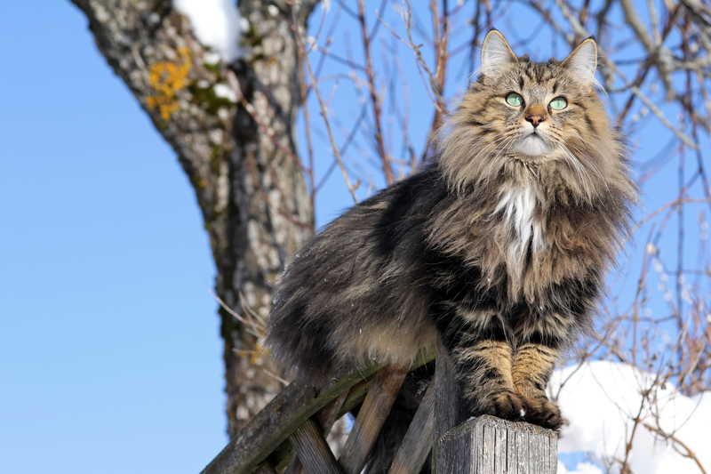 Cold-Weather Cat | Getty Images Photo by Astrid860