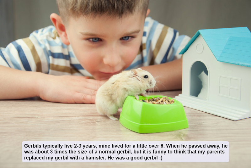 The Rodent Who Lived | IgorAleks/Shutterstock