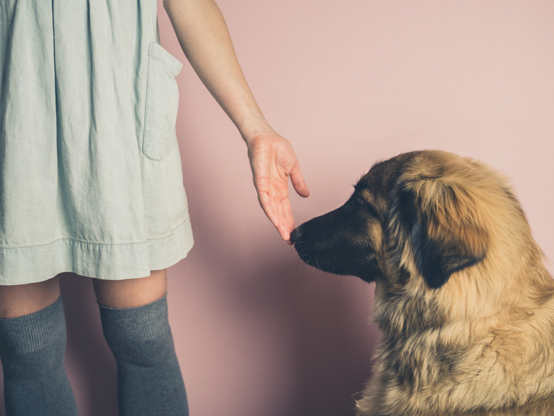 Viele Hunde können sogar verschiedene Krebsarten mit erstaunlich hoher Genauigkeit erkennen | Shutterstock