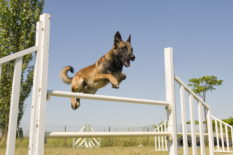Belgische Schäferhunde nehmen an Kampfeinsätzen der Navy SEALs teil | Shutterstock